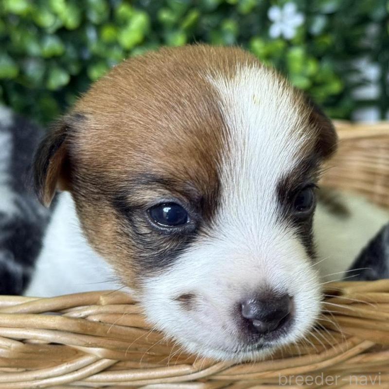 販売中の愛知県のジャックラッセルテリア-443844の3枚目