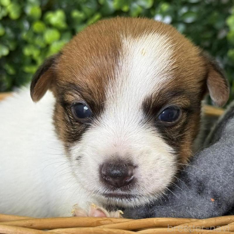 販売中の愛知県のジャックラッセルテリア-443844の2枚目