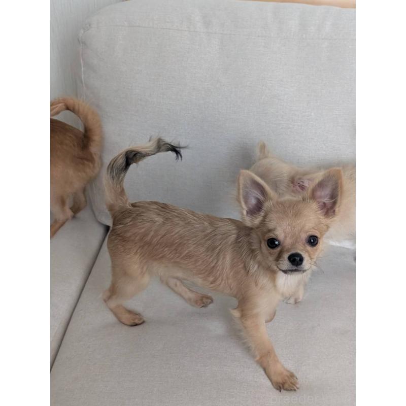 販売中の北海道のチワワ(ロングコート)-443845の8枚目