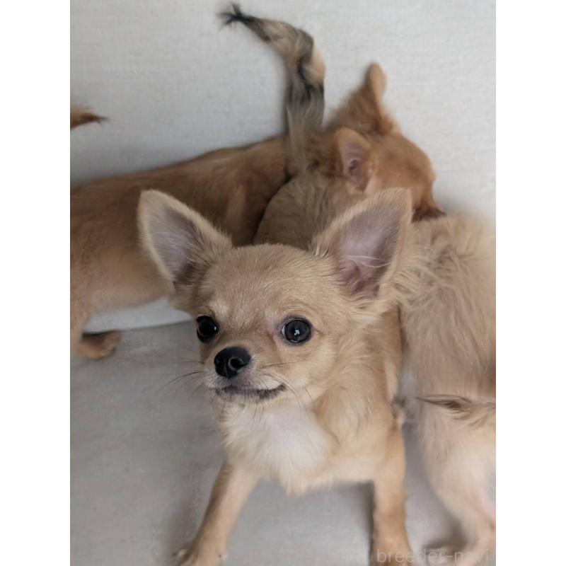 販売中の北海道のチワワ(ロングコート)-443845の7枚目