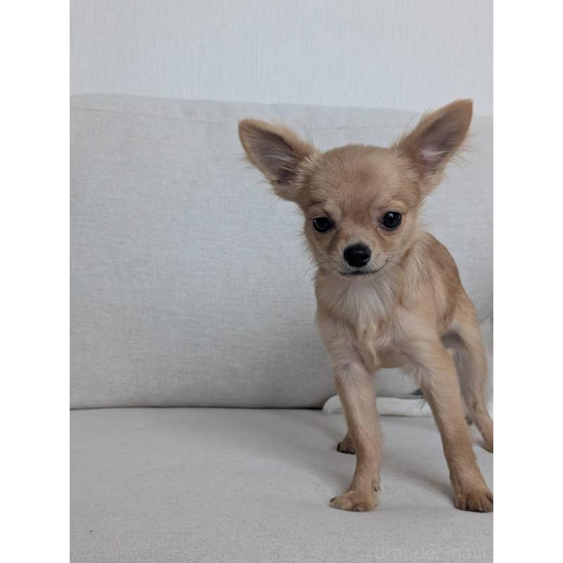 販売中の北海道のチワワ(ロングコート)-443845の5枚目