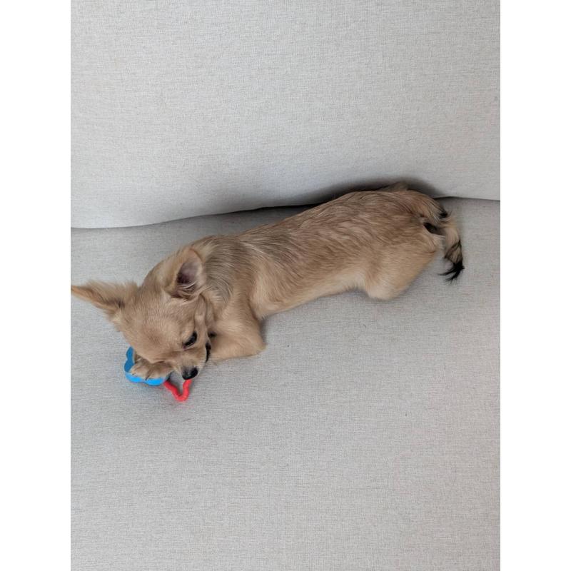 販売中の北海道のチワワ(ロングコート)-443845の4枚目