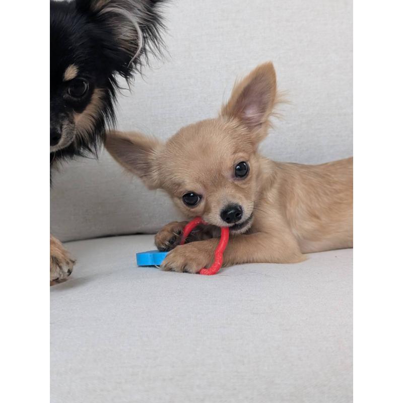 販売中の北海道のチワワ(ロングコート)-443845の3枚目