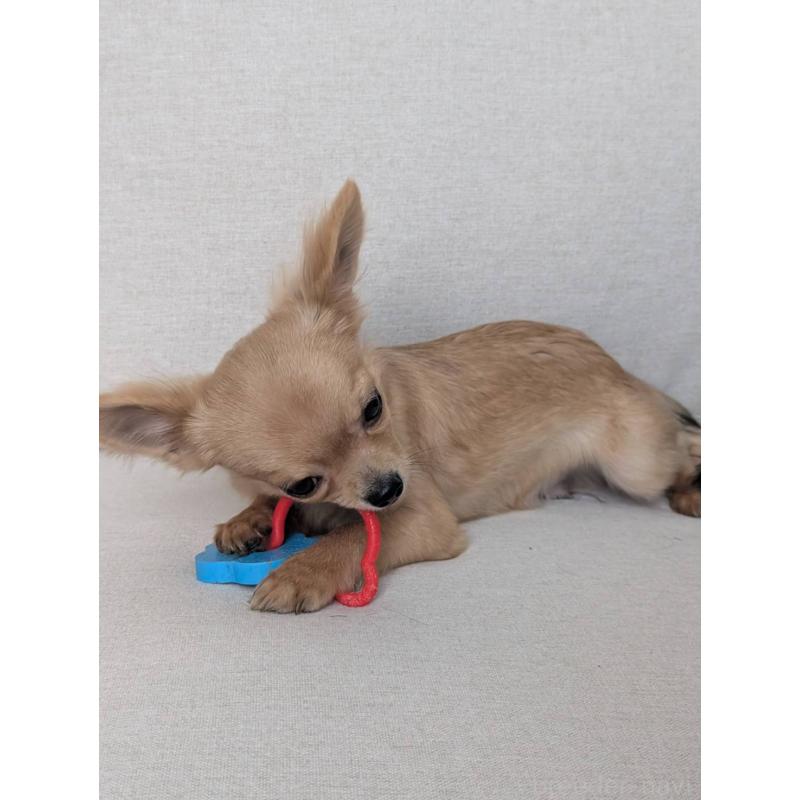 販売中の北海道のチワワ(ロングコート)-443845の2枚目