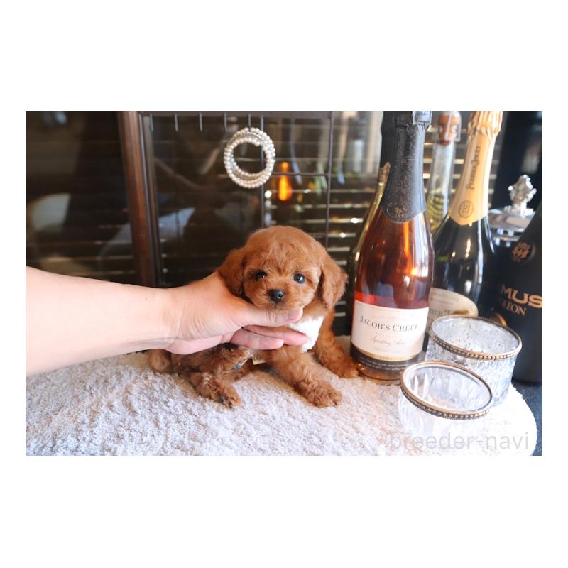 販売中の埼玉県のタイニープードル-443846の2枚目