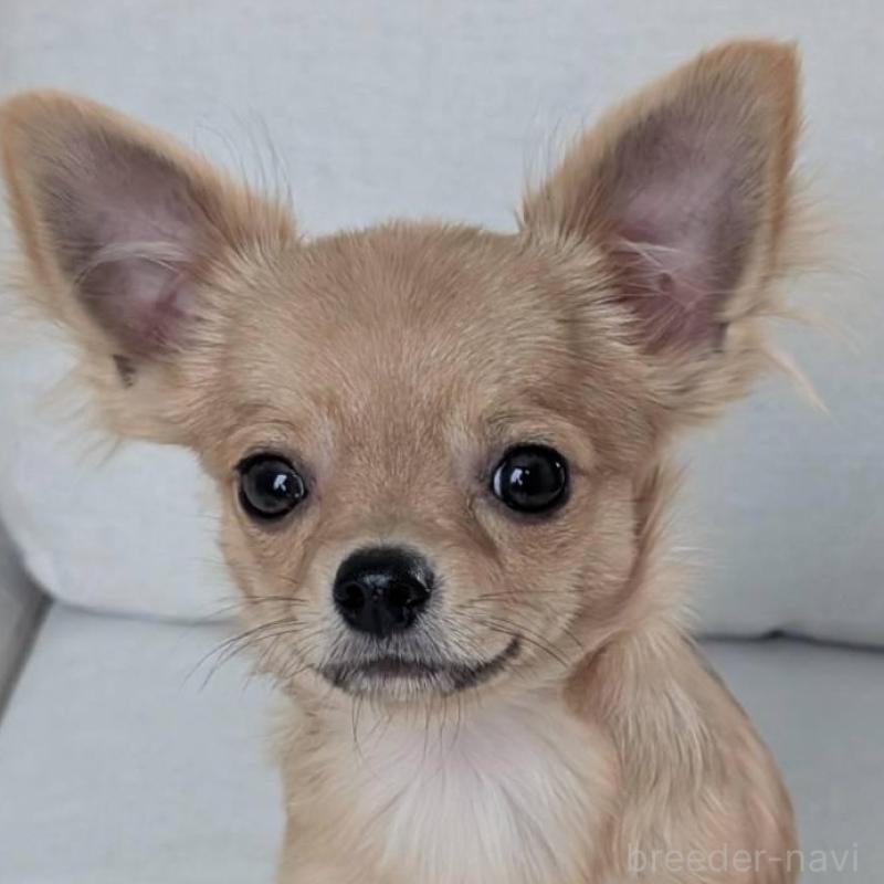 販売中の北海道のチワワ(ロングコート)-443845