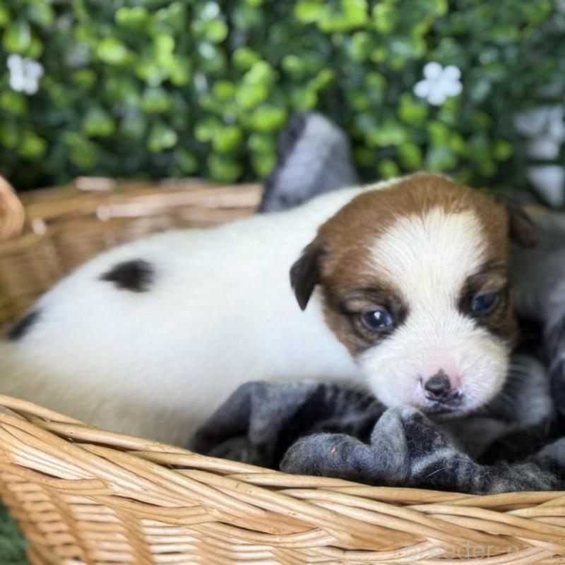 販売中の愛知県のジャックラッセルテリア-443848の6枚目