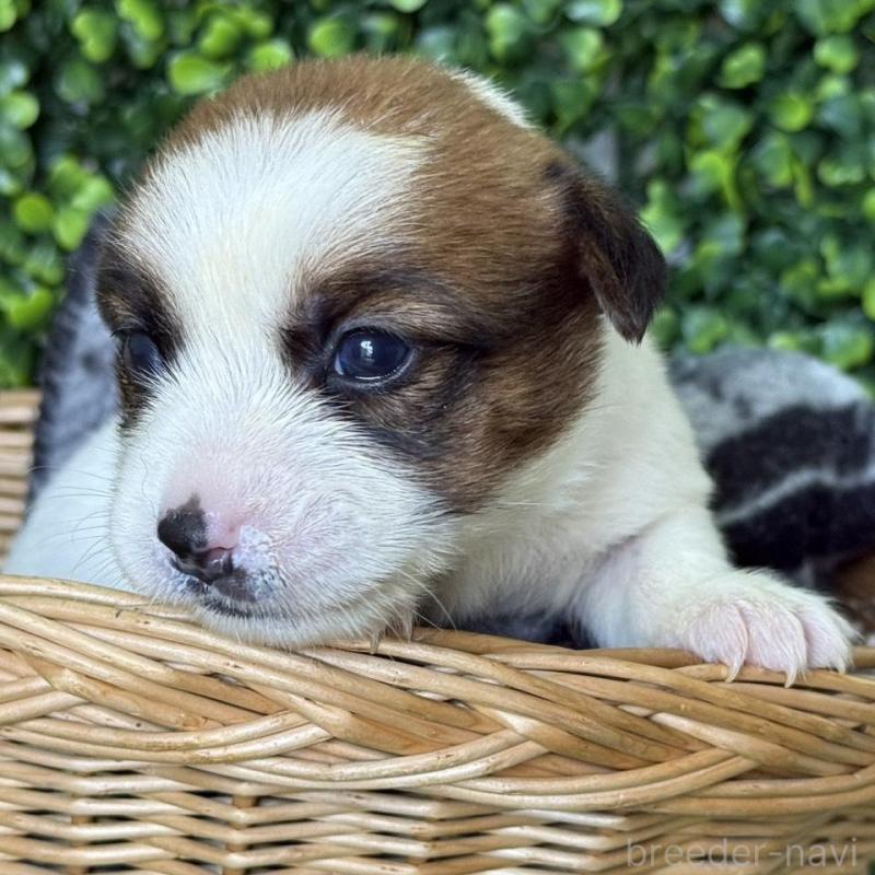 販売中の愛知県のジャックラッセルテリア-443848の5枚目