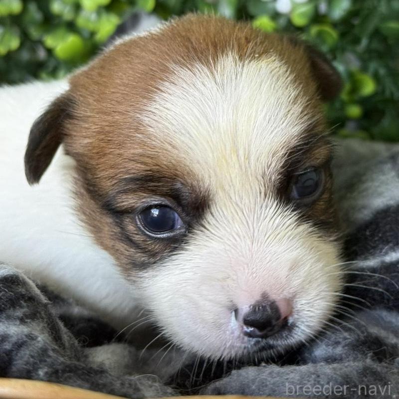 販売中の愛知県のジャックラッセルテリア-443848の4枚目