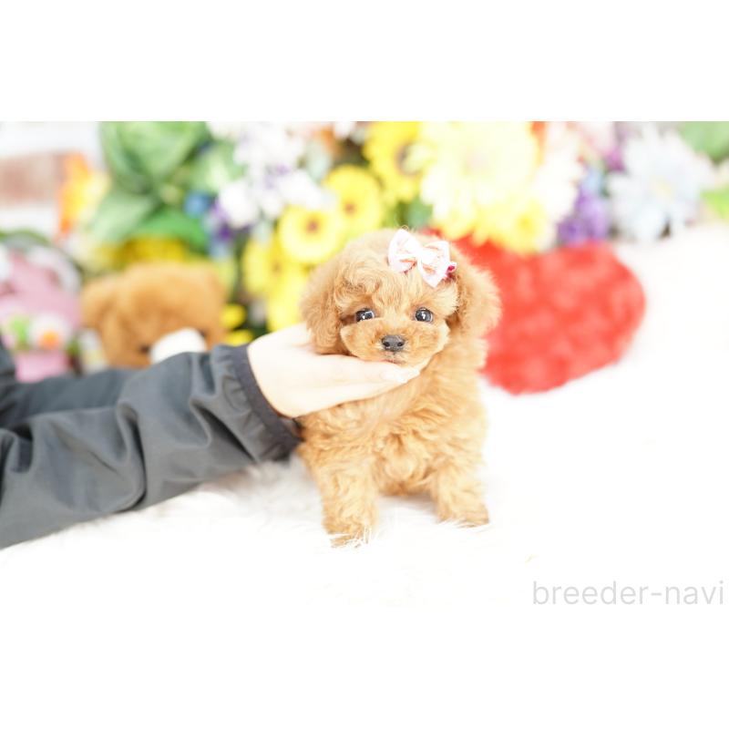 販売中の埼玉県のトイプードル-443847の4枚目