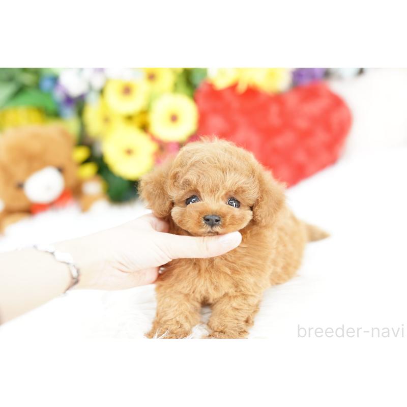 販売中の埼玉県のトイプードル-443847の1枚目