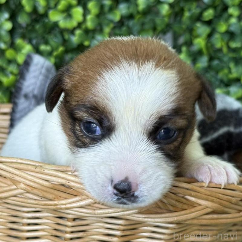 販売中の愛知県のジャックラッセルテリア-443848の3枚目