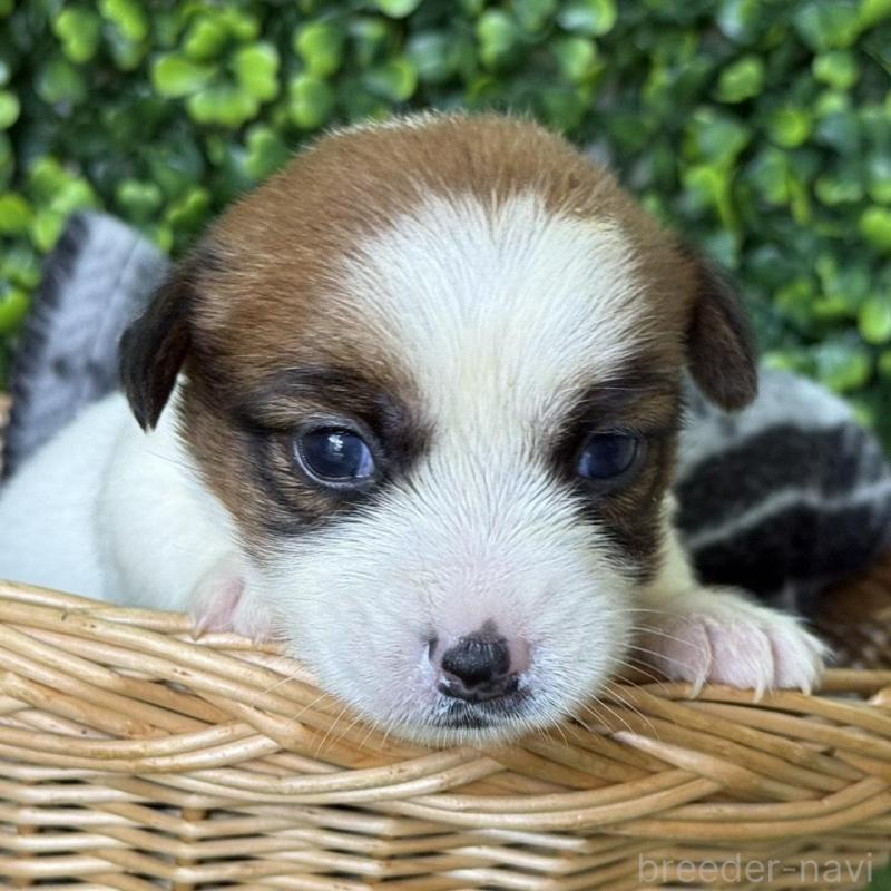 販売中の愛知県のジャックラッセルテリア-443848の2枚目