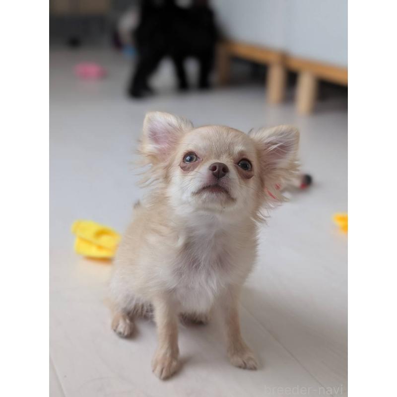 販売中の北海道のチワワ(ロングコート)-443849の11枚目