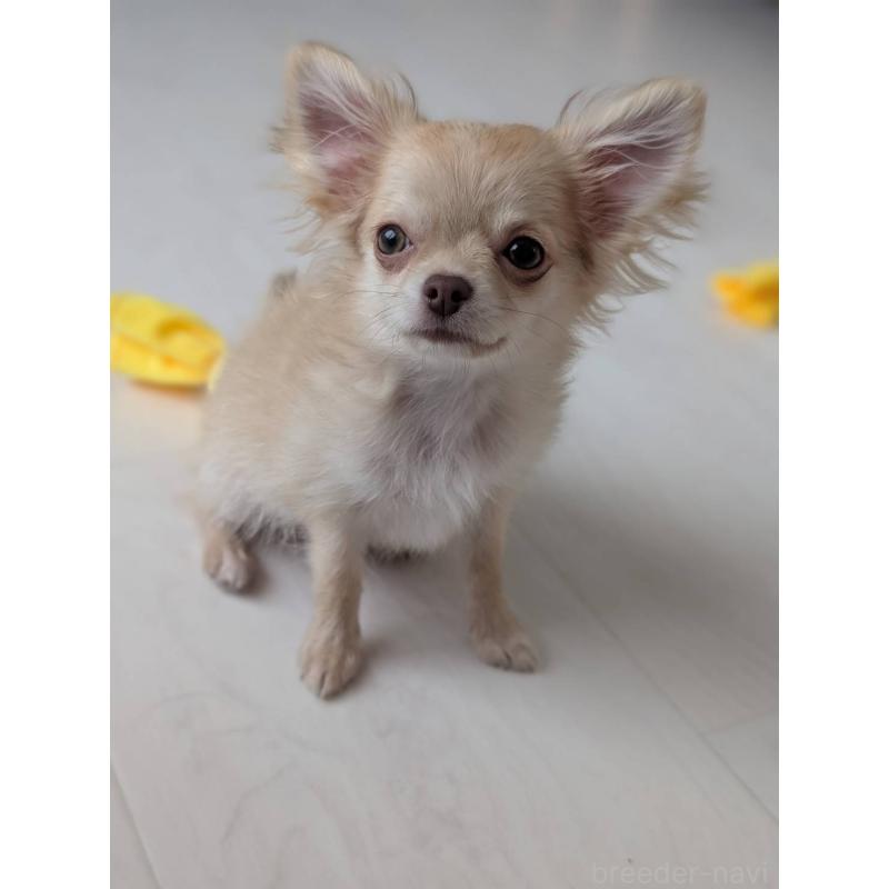 販売中の北海道のチワワ(ロングコート)-443849の10枚目