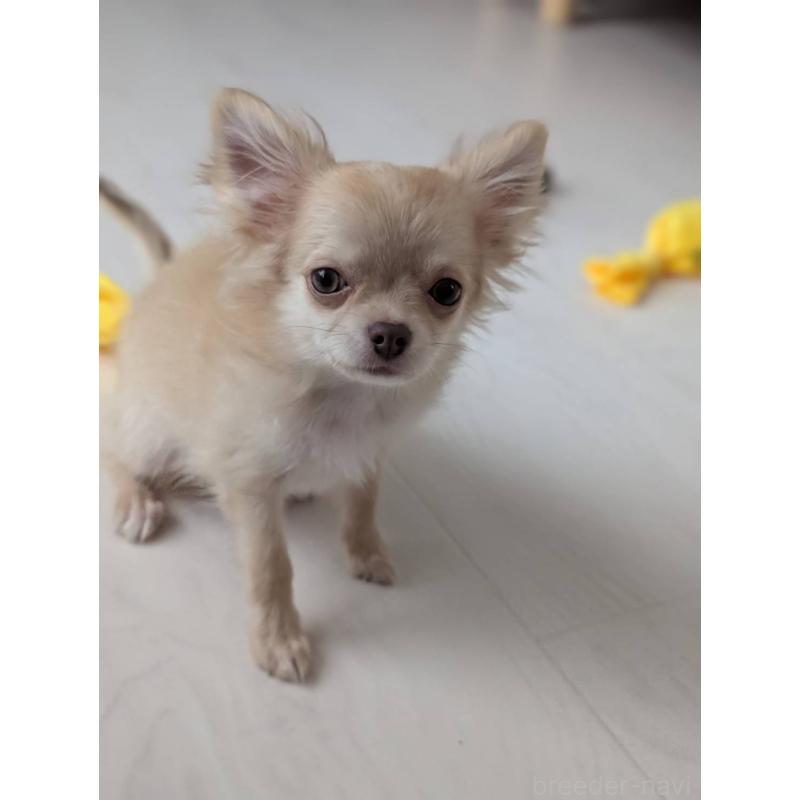 販売中の北海道のチワワ(ロングコート)-443849の9枚目