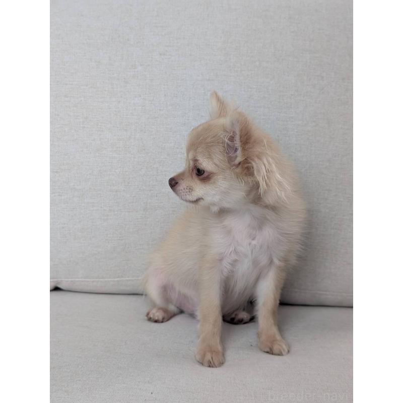 販売中の北海道のチワワ(ロングコート)-443849の7枚目