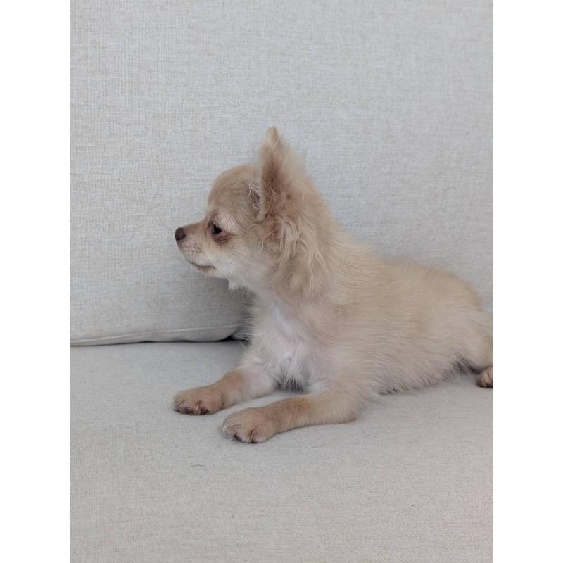 販売中の北海道のチワワ(ロングコート)-443849の4枚目