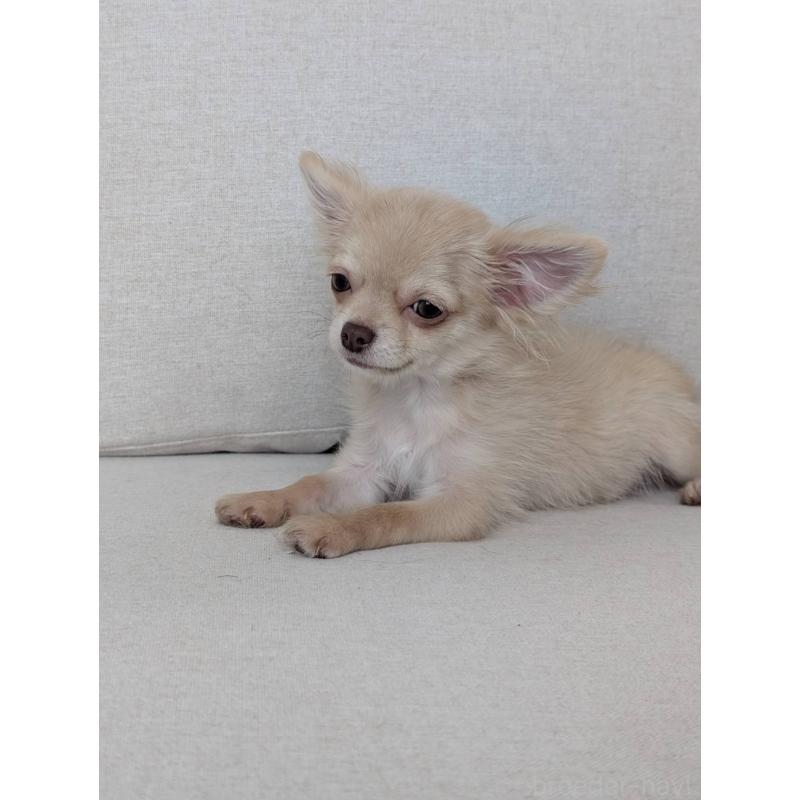 販売中の北海道のチワワ(ロングコート)-443849の3枚目