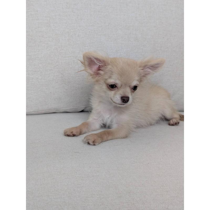 販売中の北海道のチワワ(ロングコート)-443849の2枚目