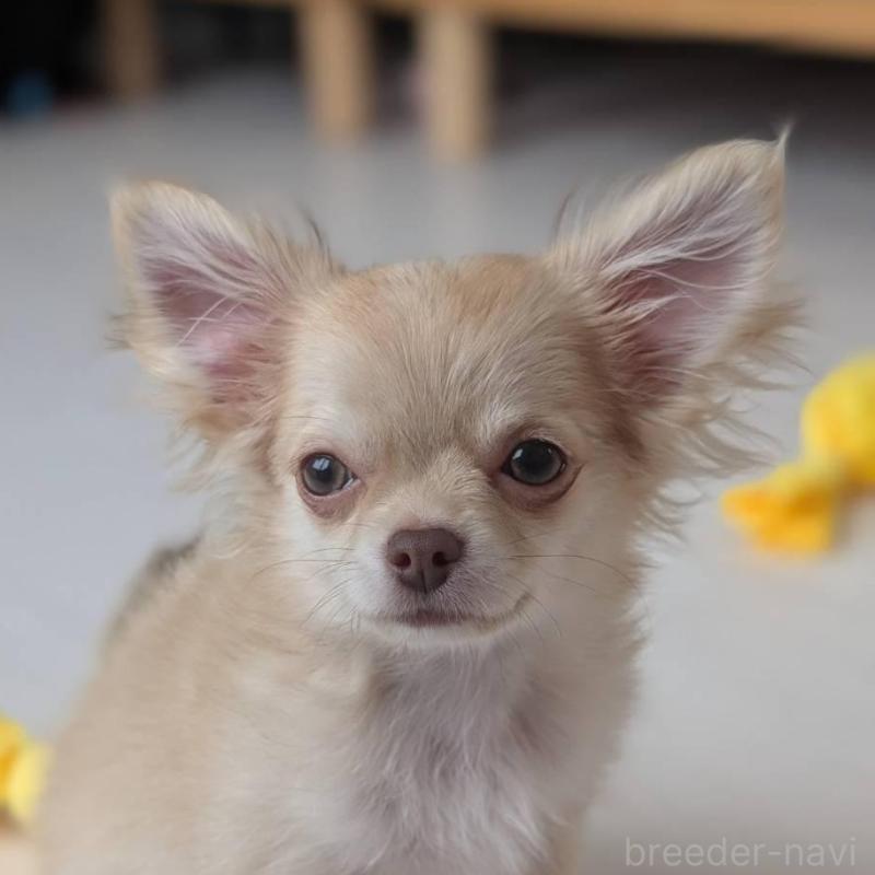 販売中の北海道のチワワ(ロングコート)-443849