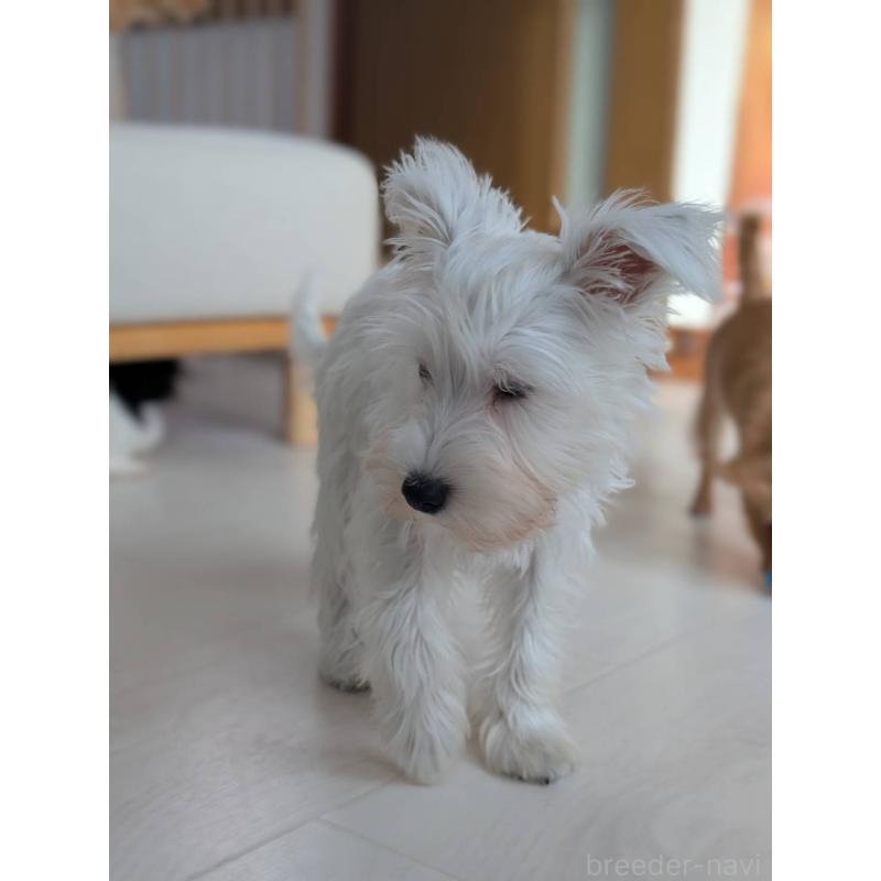 成約済の北海道のミニチュアシュナウザー-430741の11枚目