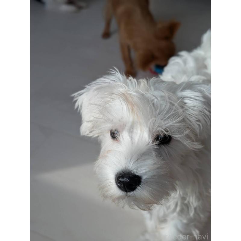 成約済の北海道のミニチュアシュナウザー-430741の10枚目