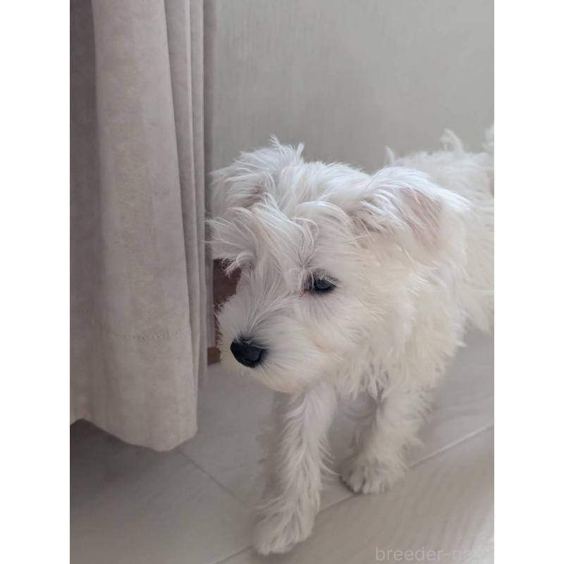 成約済の北海道のミニチュアシュナウザー-430741の8枚目