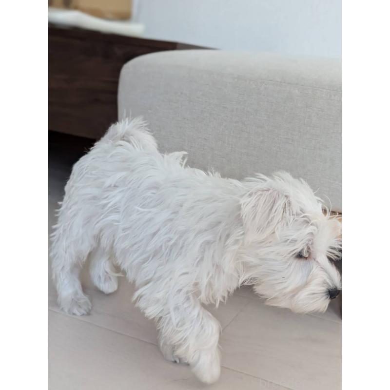 成約済の北海道のミニチュアシュナウザー-430741の9枚目