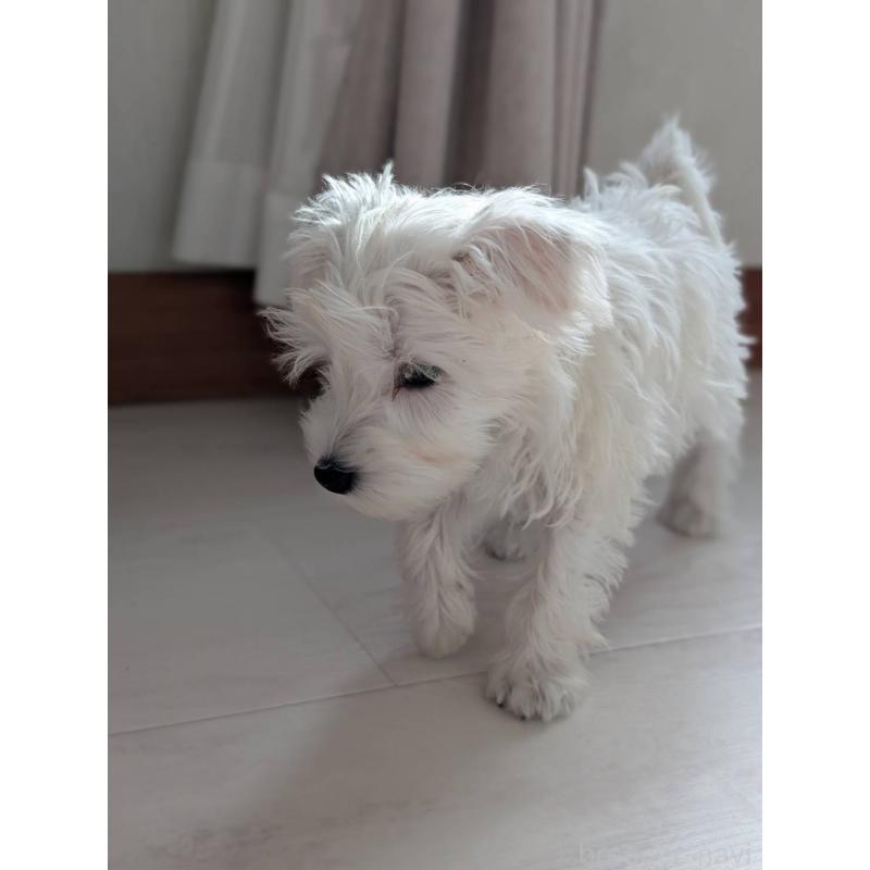 成約済の北海道のミニチュアシュナウザー-430741の7枚目