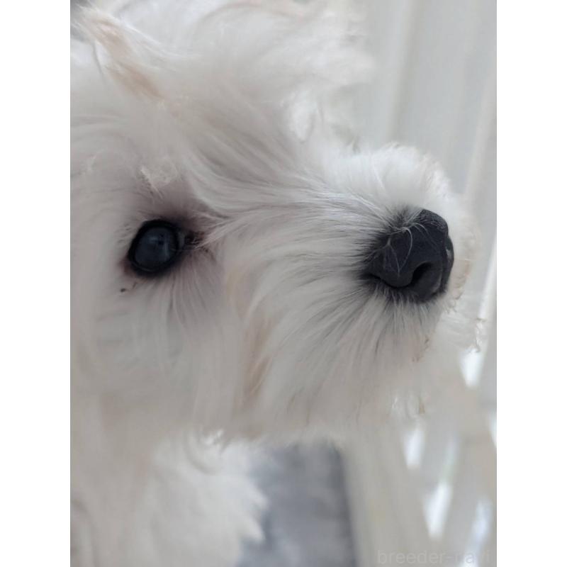 成約済の北海道のミニチュアシュナウザー-430741の6枚目