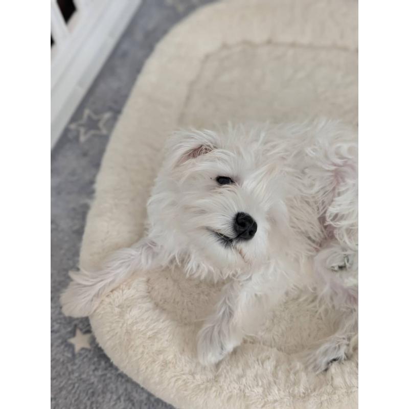 成約済の北海道のミニチュアシュナウザー-430741の5枚目