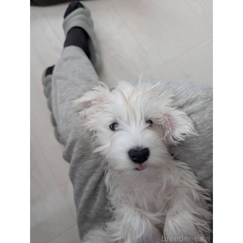 成約済の北海道のミニチュアシュナウザー-430741の3枚目