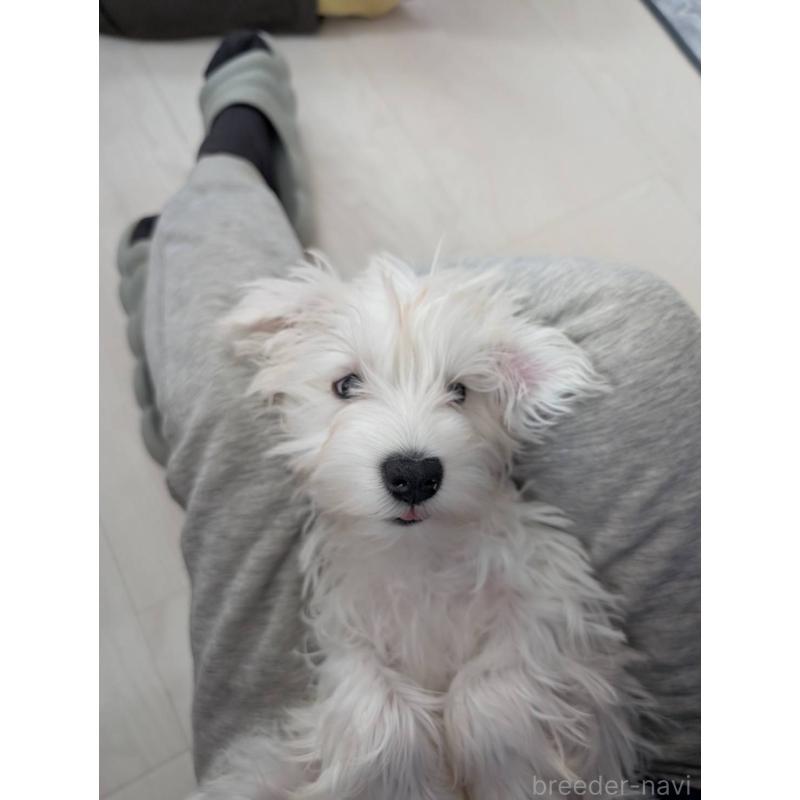 成約済の北海道のミニチュアシュナウザー-430741の2枚目