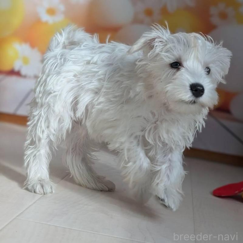 販売中の北海道のミニチュアシュナウザー-430741