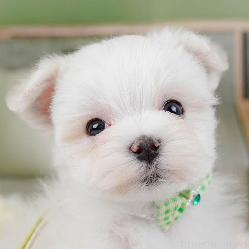 販売中の神奈川県のマルチーズ-443855の1枚目