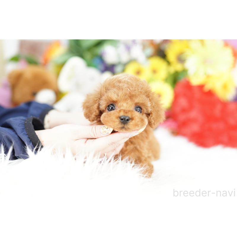 販売中の埼玉県のコッカプー:アメリカンコッカースパニエル×トイプードル-443856の3枚目