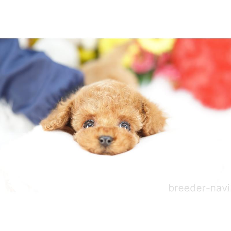 販売中の埼玉県のコッカプー:アメリカンコッカースパニエル×トイプードル-443856の2枚目