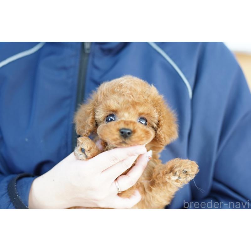 販売中の埼玉県のコッカプー:アメリカンコッカースパニエル×トイプードル-443856