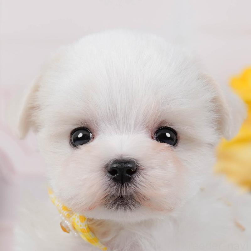 販売中の神奈川県のマルチーズ-443857の1枚目