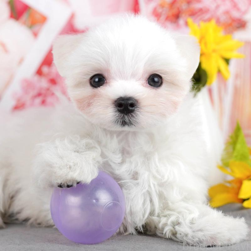 販売中の埼玉県のマルチーズ-443858の1枚目