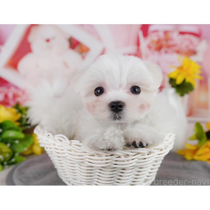 販売中の埼玉県のマルチーズ-443858の11枚目