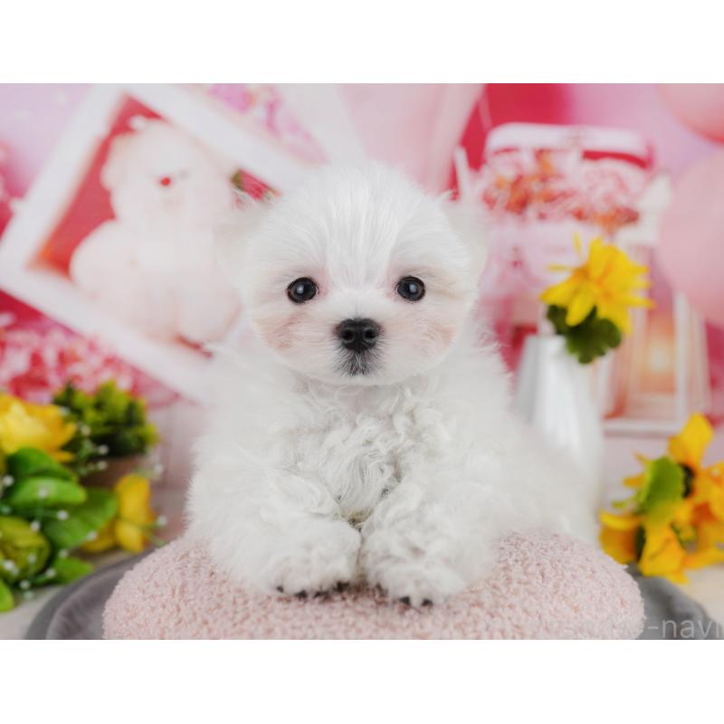 販売中の埼玉県のマルチーズ-443858の10枚目