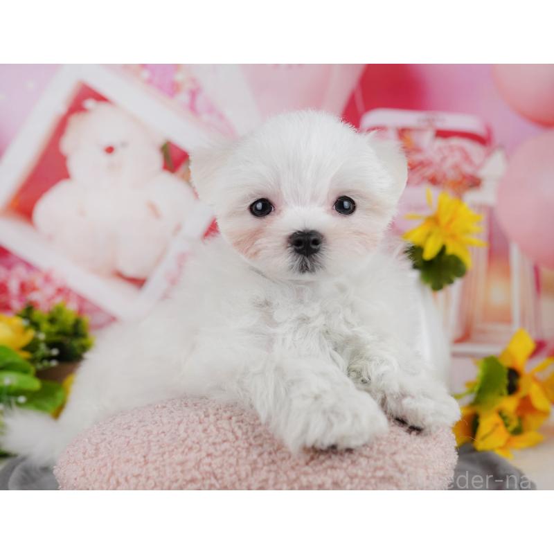 販売中の埼玉県のマルチーズ-443858の7枚目