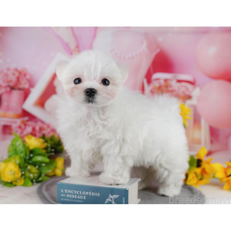 販売中の埼玉県のマルチーズ-443858の6枚目