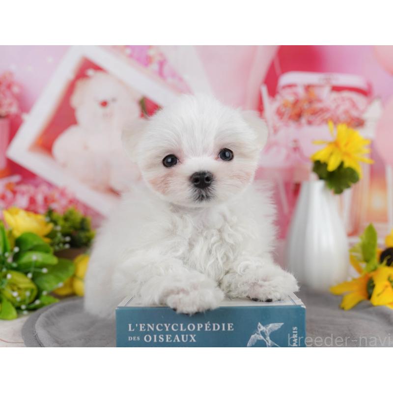 販売中の埼玉県のマルチーズ-443858の4枚目