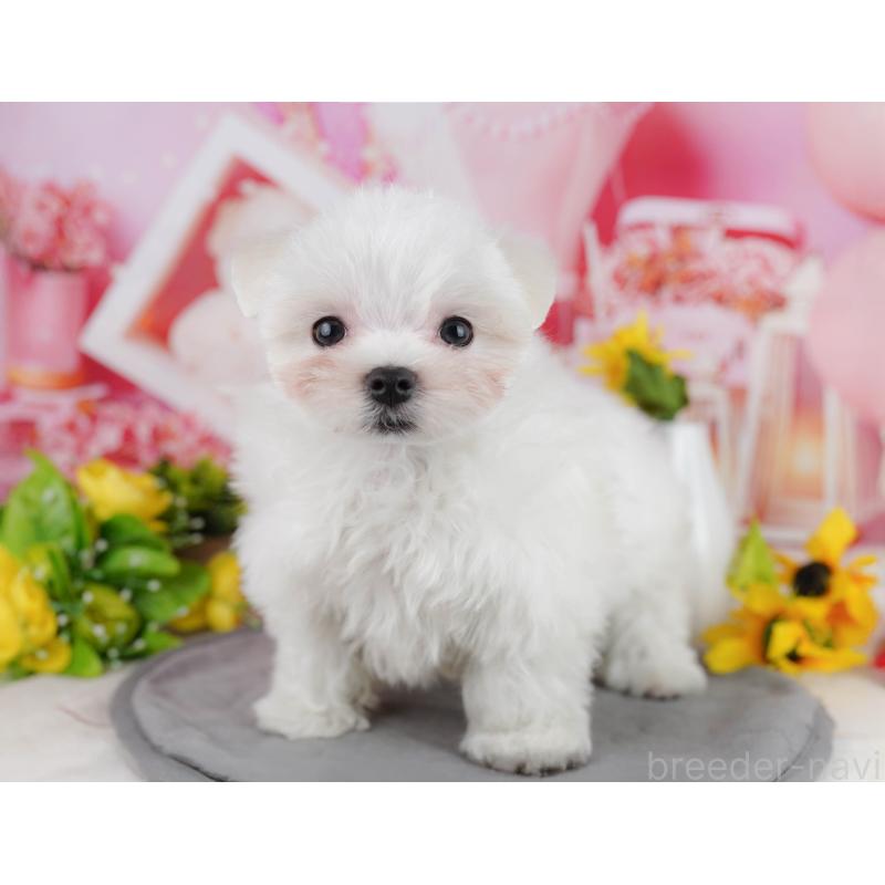 販売中の埼玉県のマルチーズ-443858の3枚目