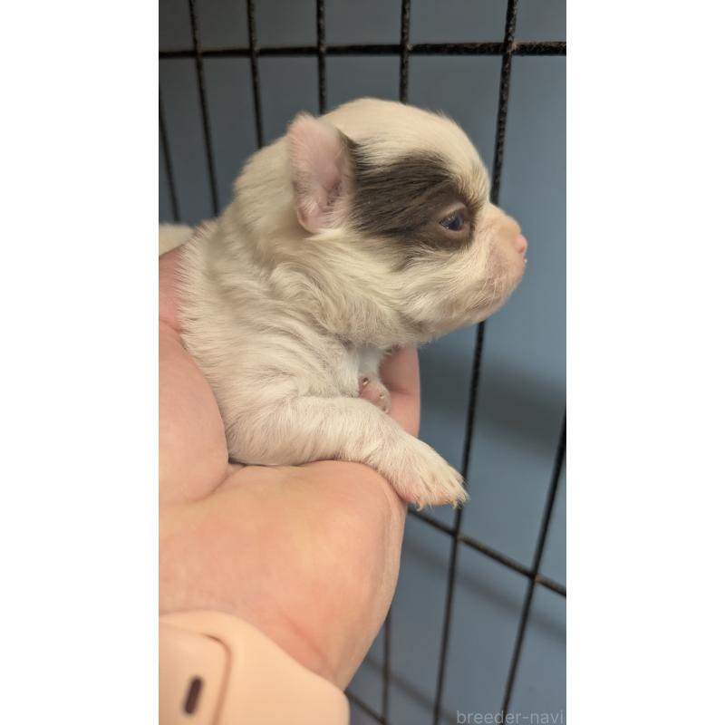 販売中の北海道のチワワ(ロングコート)-443859の4枚目