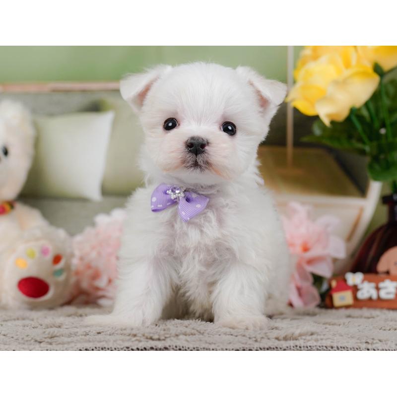 販売中の神奈川県のマルチーズ-443860の11枚目