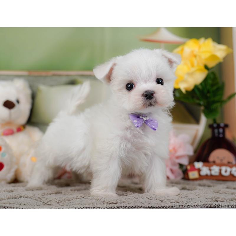 販売中の神奈川県のマルチーズ-443860の10枚目